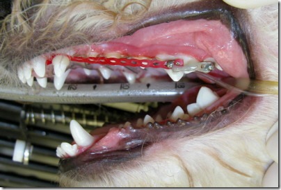 Apparecchio dentale per cani