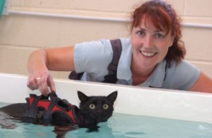 Gatto salvato con idroterapia