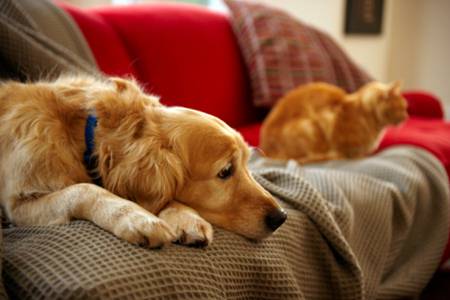 Cani e gatti in casa, animali domestici