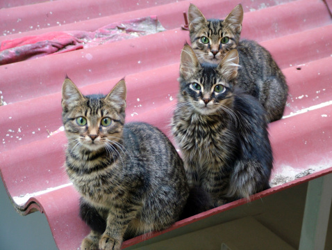 insufficienza renale gatto