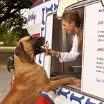 Gelato cani londra