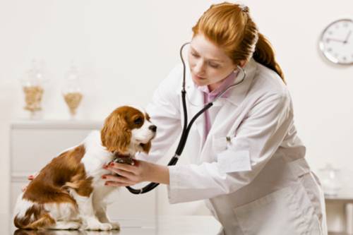 spese veterinarie