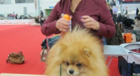 Toilettatura cane spitz durante mostra canina