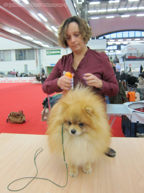 Toilettatura cane spitz durante mostra canina