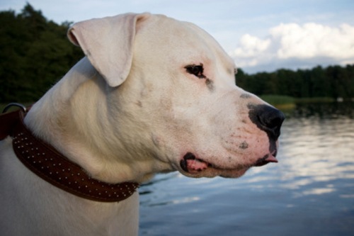 Cinque motivi per adottare un cane anziano