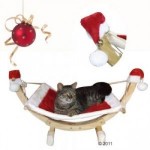 cuccia natale gatti