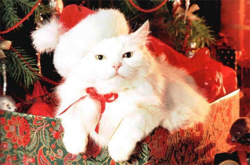 Regali Di Natale Per Gatti.Accessori E Giochi Per Gatti Da Regalare A Natale Tutto Zampe