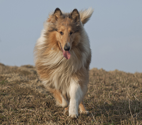 cane che aiuta i malati