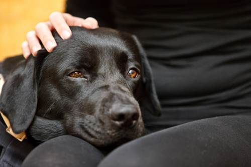 Molfetta caccia cane nero