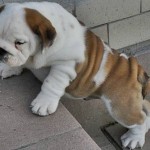 Bulldog inglese