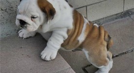 Bulldog inglese