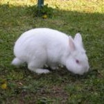 Coniglio bianco Pippo