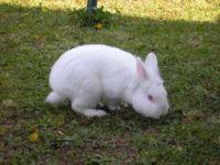 Coniglio bianco Pippo