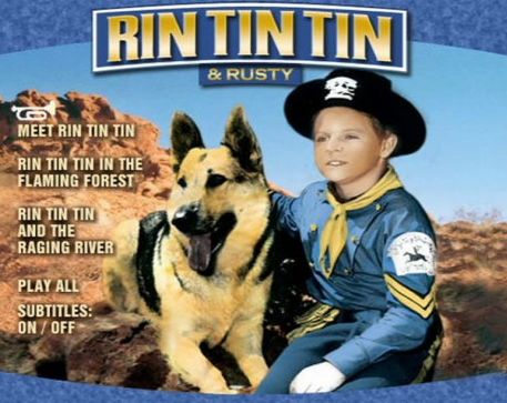 Rin tin tin pastore tedesco oscar