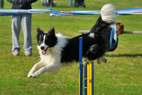 Università cani Liguria Piemonte Skadog