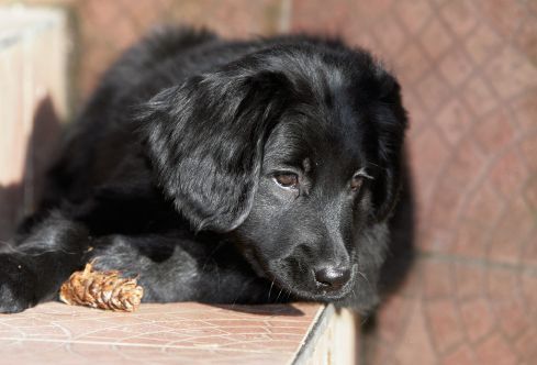 bocconi avvelenati cani gatti