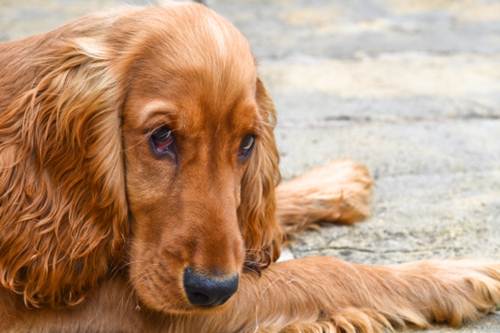 cane maltrattato denunciata padrona