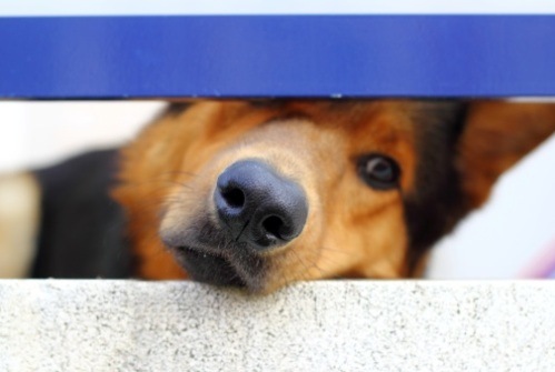 libero accesso cani ospedali