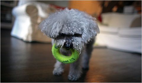 cane più longevo mondo zio chichi