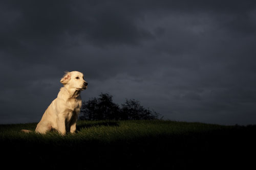 cani stress temporale, cane