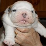 cucciolo bulldog inglese