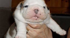 cucciolo bulldog inglese