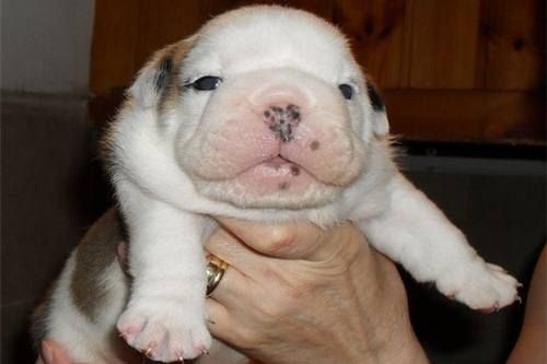 cucciolo bulldog inglese