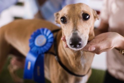 esposizione internazionale felina levriero agility dog