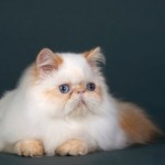 gatto pelo lungo persiano