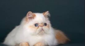 gatto pelo lungo persiano