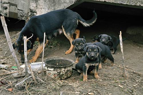 massacro cani randagi Ucraina