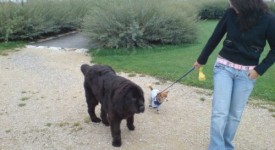 cagnolina