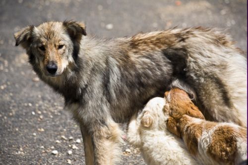 cani randagi romania