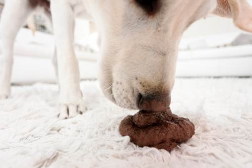 regole padroni di cani Torino