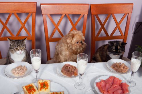 san valentino animali domestici albergo ristorante
