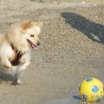 cane trudy gioca mare palla