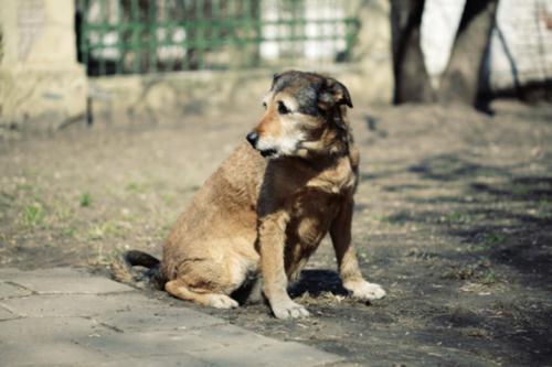 cani randagi ucraina