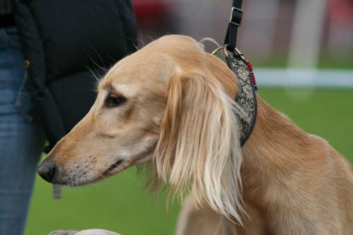 Cane Esposizione Internazionale Canina Sanremo