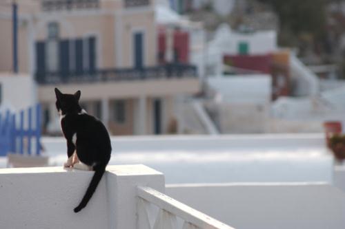 Gatti senza cibo Comune Roma