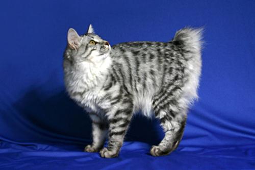 Gatto Bobtail Giapponese