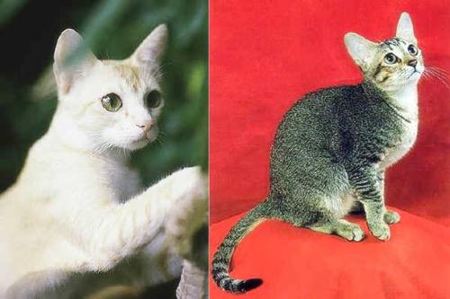 Gatto Ceylon caratteristiche allevamento