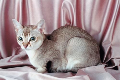 gatto singapura caratteristiche prezzi allevamento