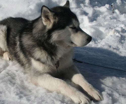 freddo cani e gatti