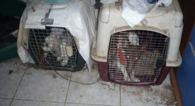 Oipa guardie zoofile cani maltrattati