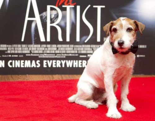 Oscar Uggie cane the artist video