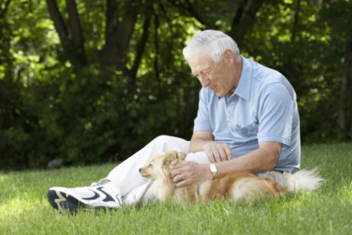 alimentazione cane anziano