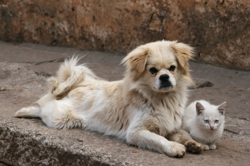 detrazione spese veterinarie