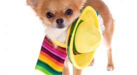 costume cane messicano