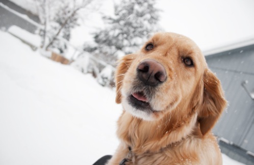 uomo azzannato cane randagio