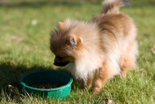 etichette cibo cani